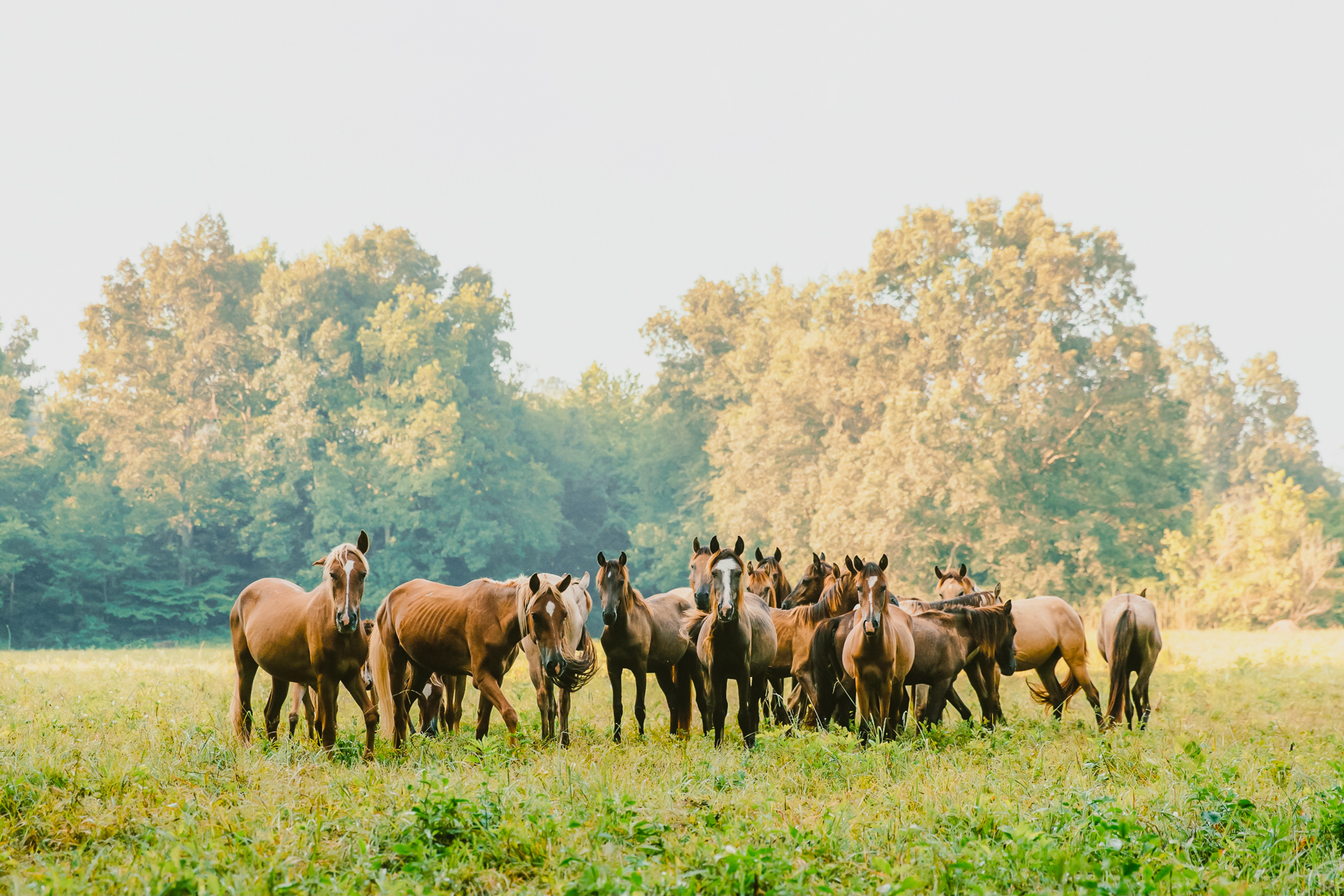 A herd of mares at Sacred Way Sanctuary